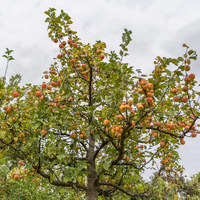Apfel Gravensteiner Malus domestica Gravenstein Neuheit