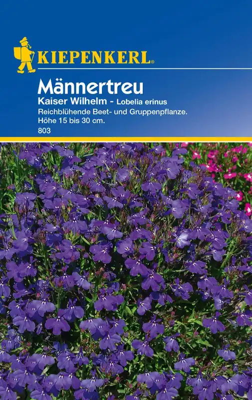 Angebot Lobelia Kaiser Wilhelm Preisgruppe C