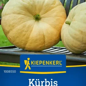 Neue Ware Kürbis Gele Reuzen Preisgruppe B