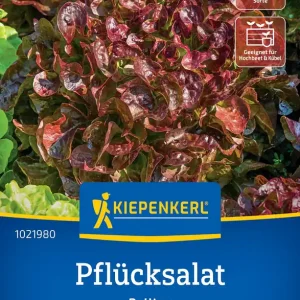 Must-Have Pflücksalat Bellino (Schnittsalat), Preisgruppe F