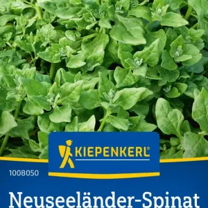 Schnäppchen Neuseeländer-Spinat Tetragonia Preisgruppe B
