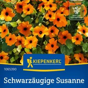 Schwarzäugige Susanne Orange mit Auge, Preisgruppe O Mega-Angebot
