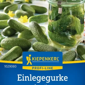 Einlegegurke Corentine, F1 Preisgruppe R Neu Im Sortiment