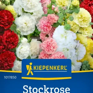 Versand Am Gleichen Tag Stockrose Chater s Mischung Preisgruppe C