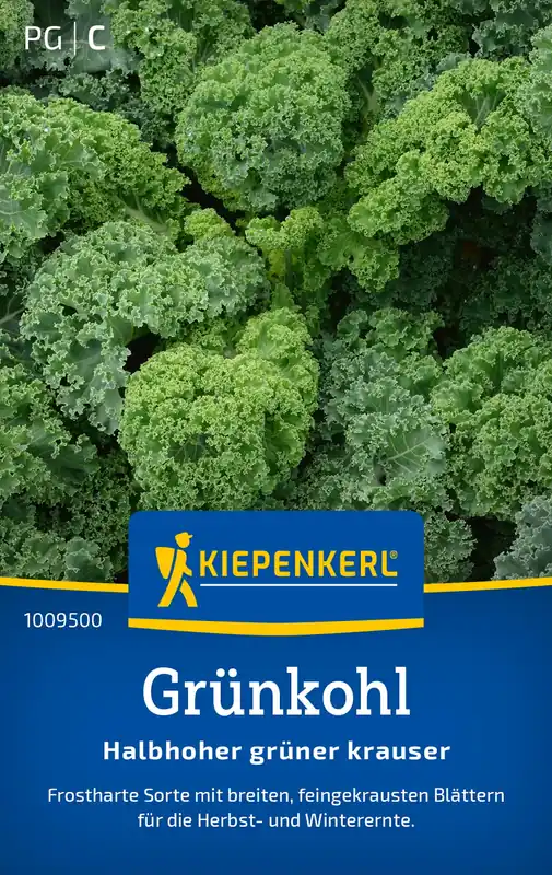 Grünkohl Halbhoher grüner krauser, Preisgruppe C Highlight