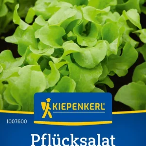 Pflücksalat Salad Bowl (Schnittsalat), Preisgruppe D Neue Ware