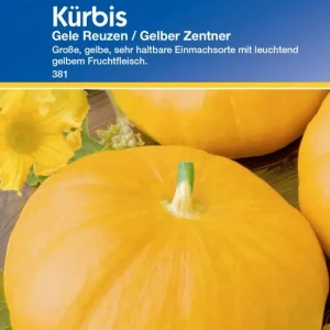 Kürbis Gele Reuzen Preisgruppe B Schnäppchen
