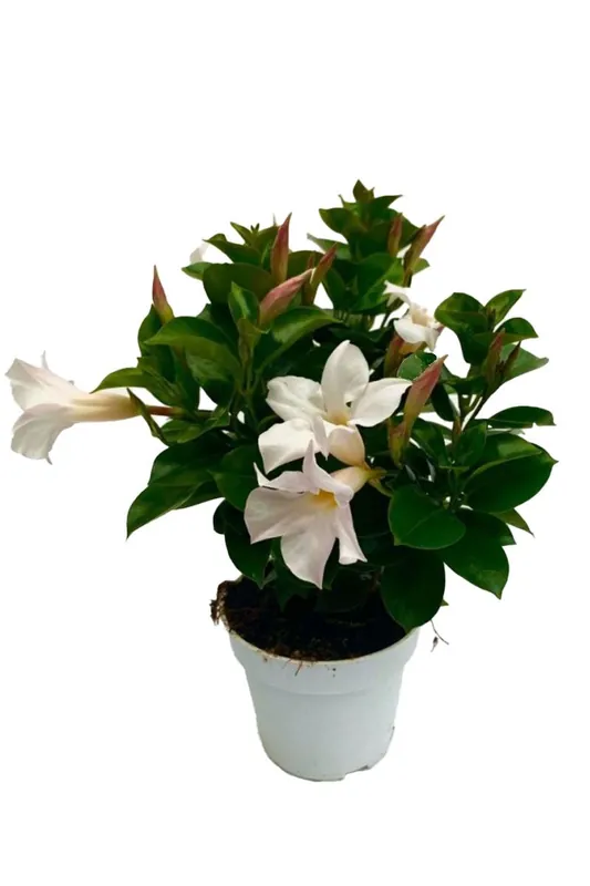 Dipladenia Sundaville, mediterrane Kletterpflanze, Weiß im 13 cm Topf Preisreduziert