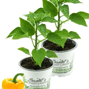 2er Set Gelbe Paprika Pflanze, Paprikapflanzen aus Nachhaltigem Anbau! Knallerangebot
