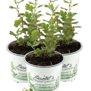 3x Gelbe Stachelbeere 'Lady Sun' - Dornenlose Beeren-Spezialität Top-Preis
