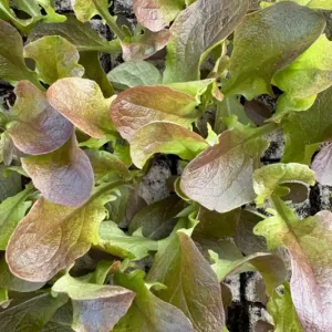 Eichblattsalat rot, 10 Salat Jungpflanzen, Pflücksalat Eichenlaubsalat, Lactuca sativa var. acephala Online Kaufen