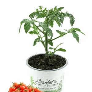 Meistverkauft Honigtomaten Pflanze – Mexikanische Honigtomate / Miel du Mexique – Süße Cocktailtomate für Balkon, Gewächshaus, Terrasse & Freiland - frische Tomatenpflanze