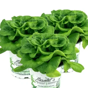 3er Set Pflücksalat grün, Salatpflanze im 12cm Topf, Lactuca sativa var. capitata Aktuell