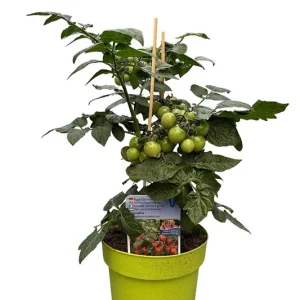 Direktkauf Topftomate - Cocktailtomate im 3l Topf aus der Gärtnerei