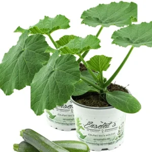 2er Set Zucchini Pflanze grün (Cucurbita pepo), Marktfrische Zucchini Pflanzen Finale Aktion