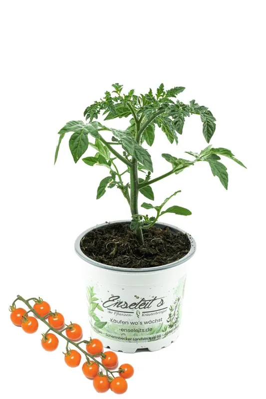 Cherrytomate 'Honeycomb' im Topf süße & aromatische Naschtomate, ertragreiche Sorte direkt aus der Gärtnerei Enseleit ideal für Balkon & Garten (Solanum lycopersicum) Top-Angebot