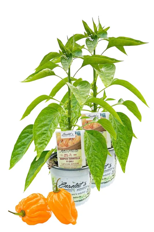 2er Set Burpees Tarantella F1 Chili Chilipflanzen mit leuchtend orangefarbener Frucht Top-Angebot