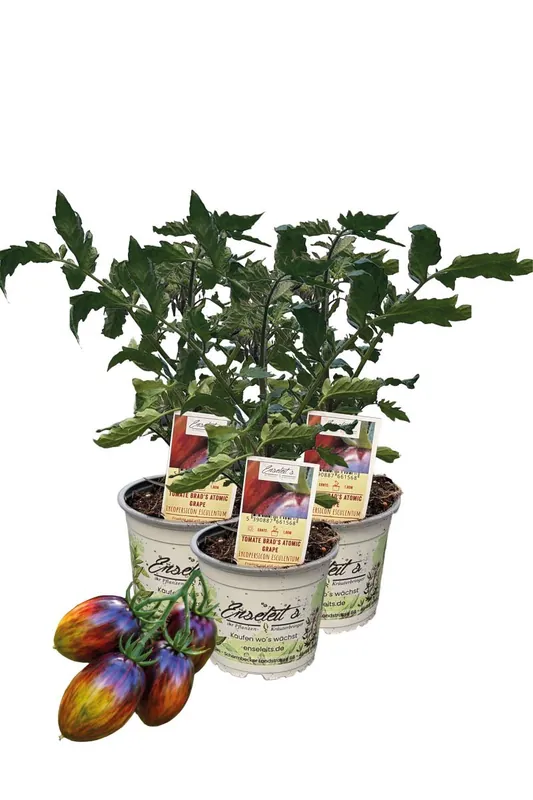 3x Tomaten-Rarität 'Brad's Atomic Grape' - Farbenwunder Super-Preis
