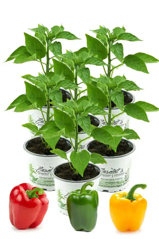 Gemischtes Paprikapflanzen Set, 6x Paprika Pflanze je 2 x Grüner Paprika,Roter Paprika,Gelber Paprika Must-Have