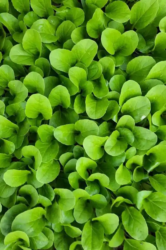 Pak Choi 10 Pflanzen, Gemüsepflanzen Expressversand