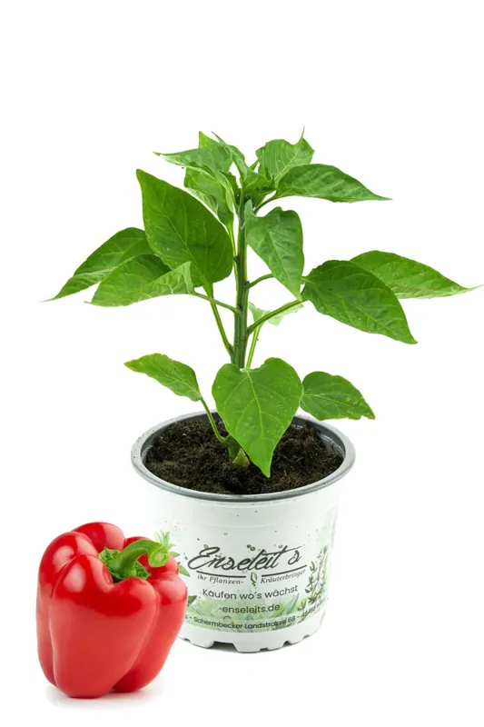 Rote Blockpaprika "Indired F1" im 12cm Topf, frische Paprika Pflanze, Paprikapflanzen F1 Sorten Nur Für Kurze Zeit