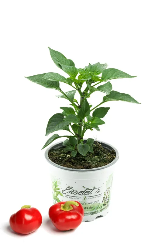 Kirschpaprika "Dinero F1", Minipaprika mit süßwürzigem kräftigem Aroma, Paprika Pflanze aus Nachhaltigem Anbau! Neu