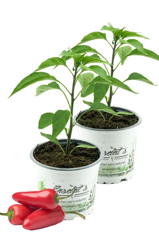2er Set JALAPENO-CHILI SAMIRA SHINY, Chili Pflanze aus nachhaltigem Anbau direkt aus der Gärtnerei Enseleit Ausverkauf