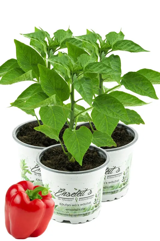 Direkt Vom Hersteller 3er Set Rote Blockpaprika "Indired F1" im 12cm Topf, frische Paprika Pflanze, Paprikapflanzen F1 Sorten