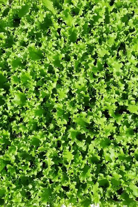 Französischer Endiviensalat im 10 er Set, Krauser Endiviensalat, Marktfrisch, Französische Endivien Top-Preis