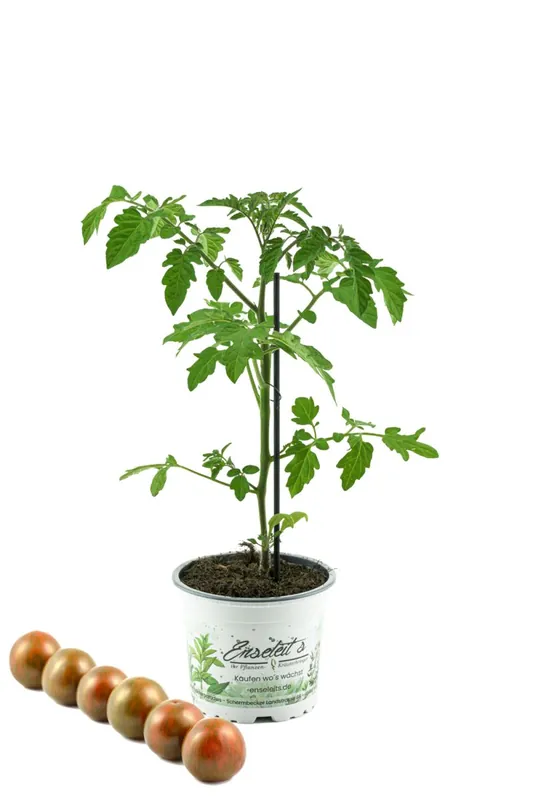 Tomatenpflanze,veredelte Zebratomate rot-grün gestreift, Tomaten Pflanze Zebrino F1 (Lycopersicon esculentum) Must-Have