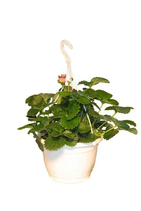 Erdbeerampel Toscana F1 (Fragaria x ananassa), Rote Blüte Kostenloser Rückversand