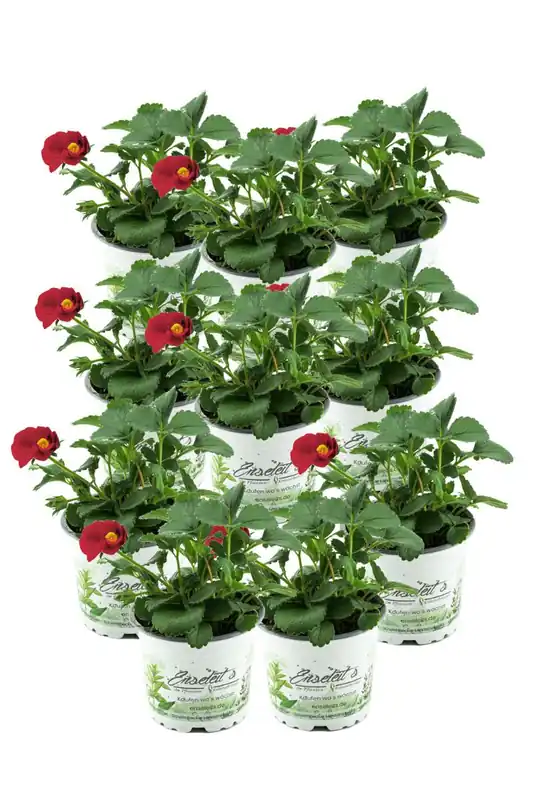 Saisonangebot 10er Set Erdbeere Toscana F1 (Fragaria x ananassa), Rote Blüte, Hängeerdbeere Pflanze