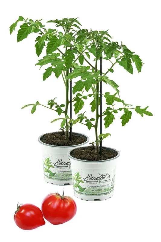 Bestseller Tomatenpflanze, Fleurette F1 2er Set - Coeur de Boeuf, Veredelte Ochsenherz Tomate, Fleischtomate, Tomatenpflanzen