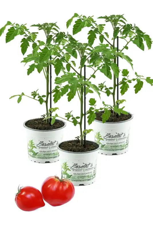 Tomatenpflanze, Fleurette F1 3er Set - Coeur de Boeuf, Veredelte Ochsenherz Tomate, Fleischtomate, Tomatenpflanzen Günstig
