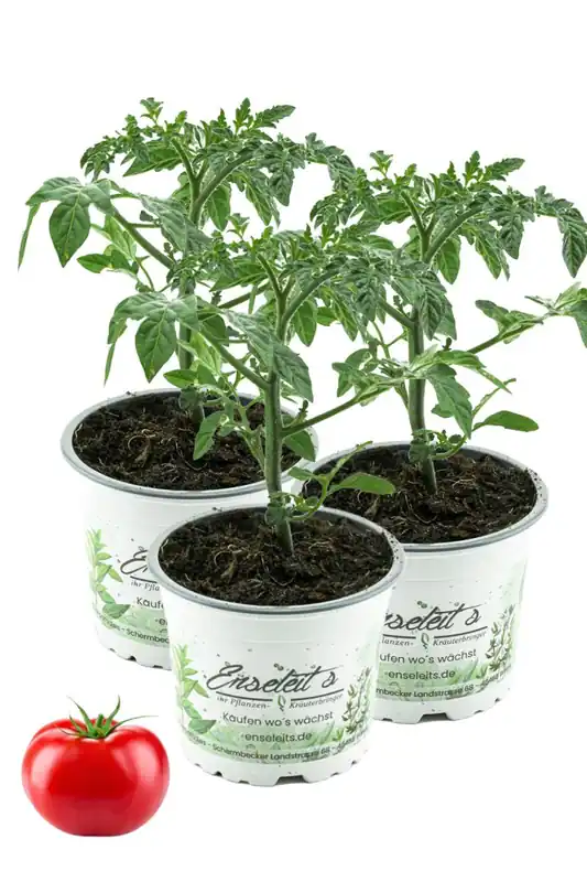 3er Set Tomatenpflanze Culina F1 Sorte, Marktfrische Tomatenpflanzen Jetzt Bestellen