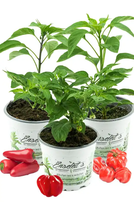3er Set 'Hot Chili' - Bestehend aus Jalapeno 'Samira Shiny', Chili Habanero, Chili 'Scotch Bonnet' - Chili Pflanzen aus nachhaltigem Anbau! Ausverkauf