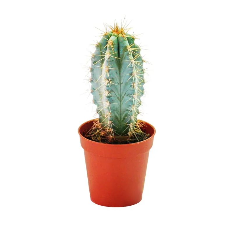 Pilosocereus azureus - mittelgrosse Pflanze im 8,5cm Topf Wochenendangebot