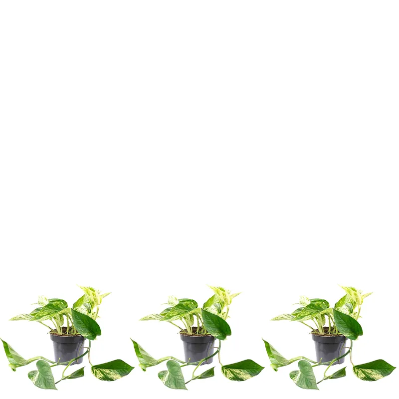 3er-Set Efeutute -Höhe ca. 15 cm, Topf-Ø 12 cm - Epipremnum aureum Angebot