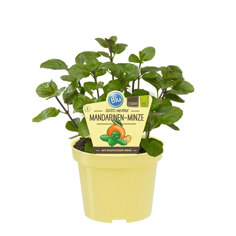 Jetzt Kaufen Mandarinen-Minze in BIO-Qualität - Mentha x piperita - Kräuterpflanze im 12cm Topf