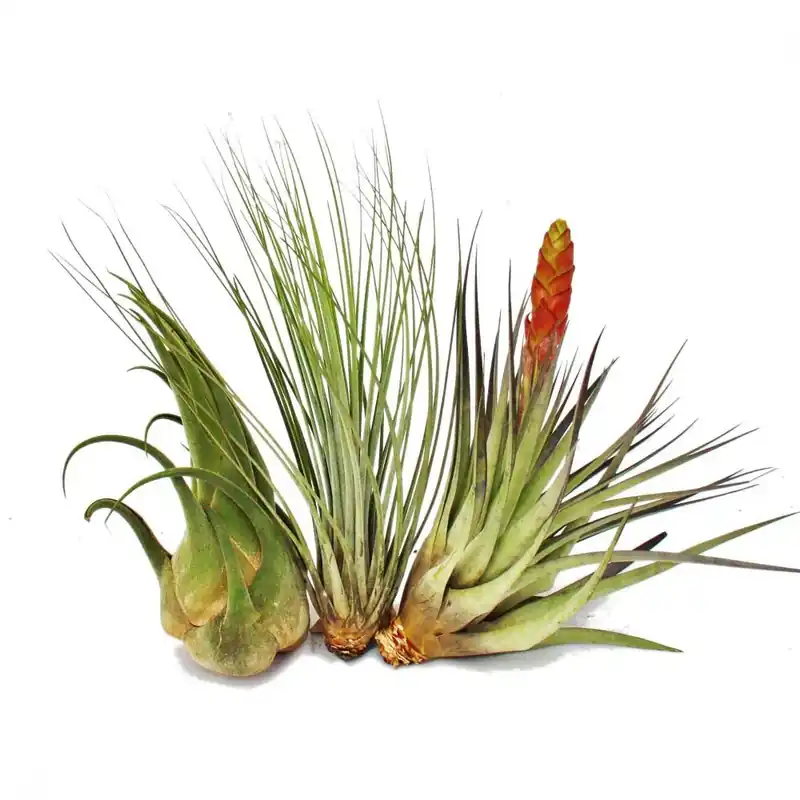 3 différents XXL-Tillandsias dans un ensemble Neu Im Sortiment