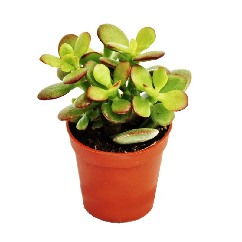 Geprüft Crassula portulacea minor - Pfennigbaum - im 8,5cm Topf