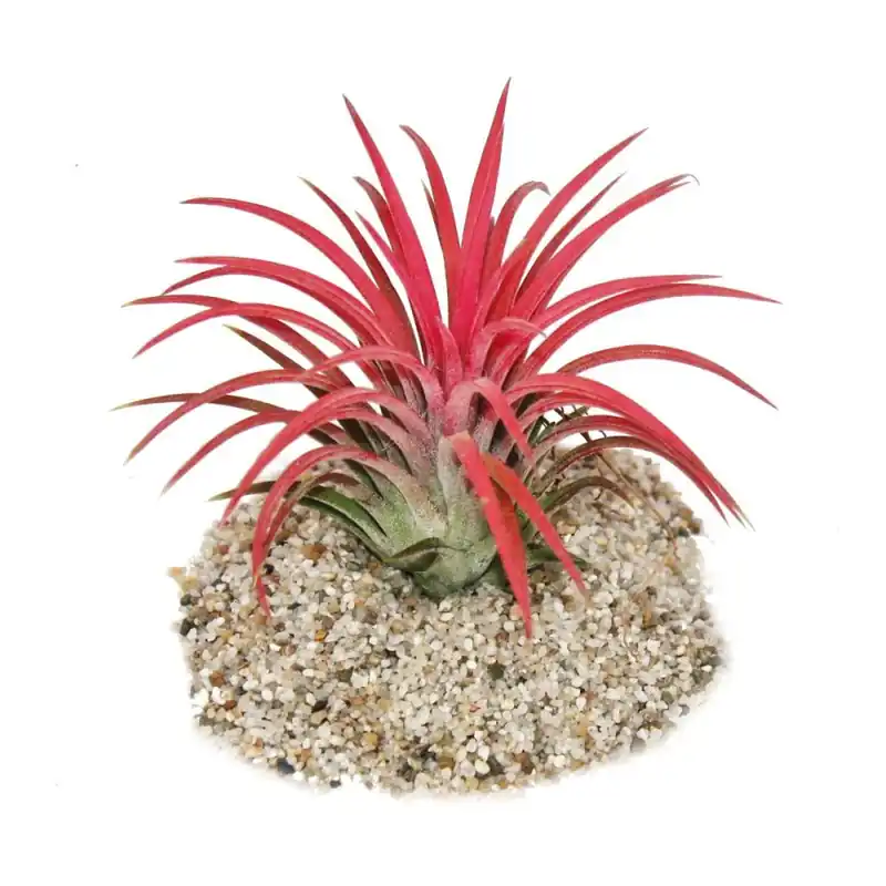 Tillandsia ionantha "Fire" - couleur rouge intense Echt