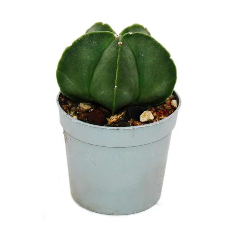 Neu Im Sortiment Astrophytum myriostigma NUDUM - Die nackte Bischofsmütze - im 6,5cm Topf - Rarität unter den Kakteen