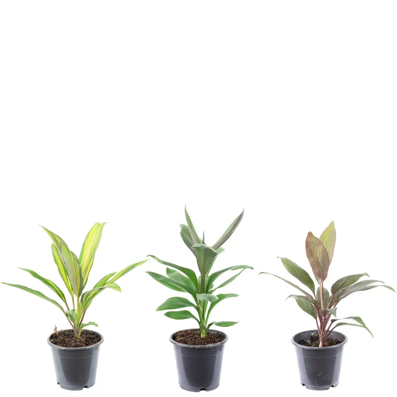 Begrenztes Angebot 3er-Set Keulenlilie - Höhe ca. 40 cm, Topf-Ø 12 cm - Cordyline