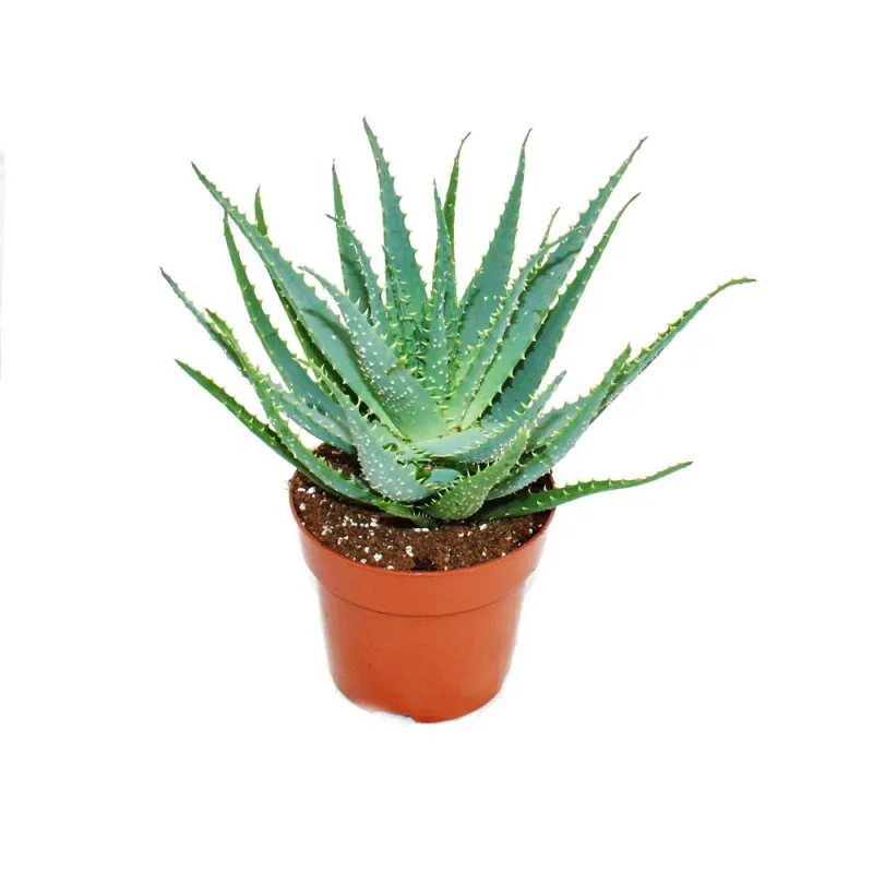 Aloe aborescens im 19cm Topf Sale