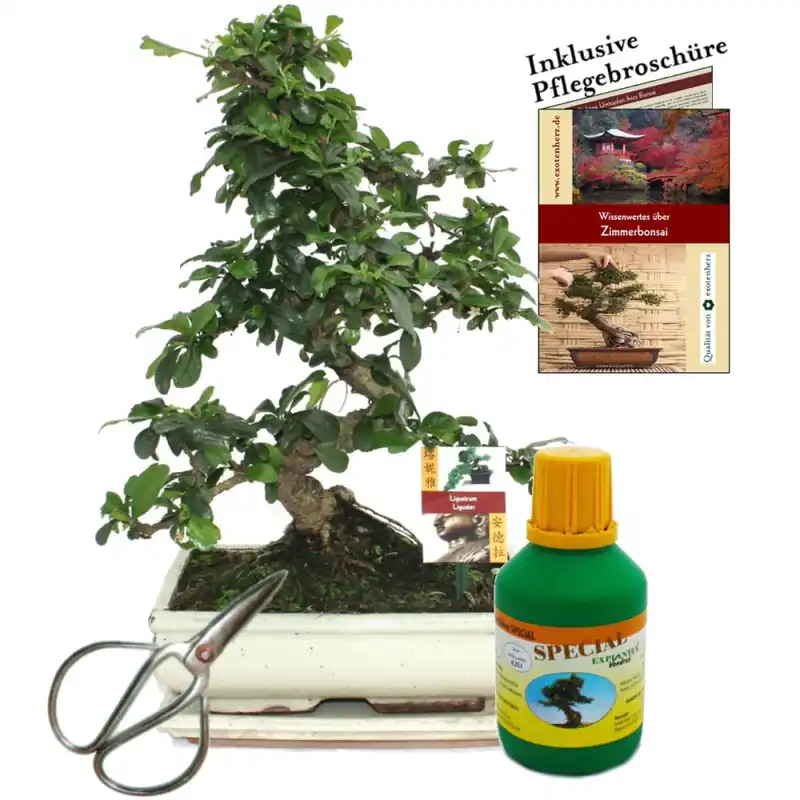 Abverkauf Bonsai Fukientee Carmona microphylla ca. 10 Jahre 25cm Schale Geschenk-Set mit Schere und Dünger