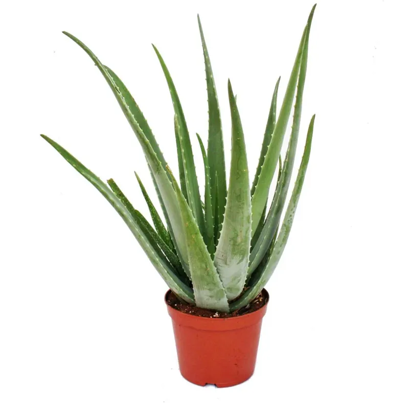 Aloe Vera - ca. 7-8 ans - pot de 21cm, grande et très vieille plante Solange Der Vorrat Reicht