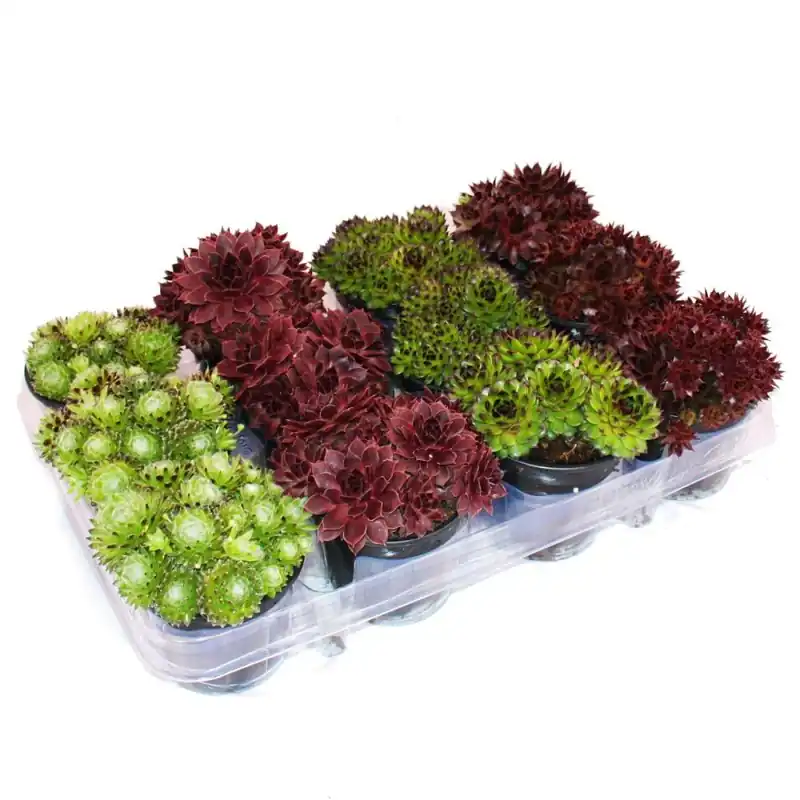 Angebot Houseleek - ensemble de 12 types différents de Sempervivum