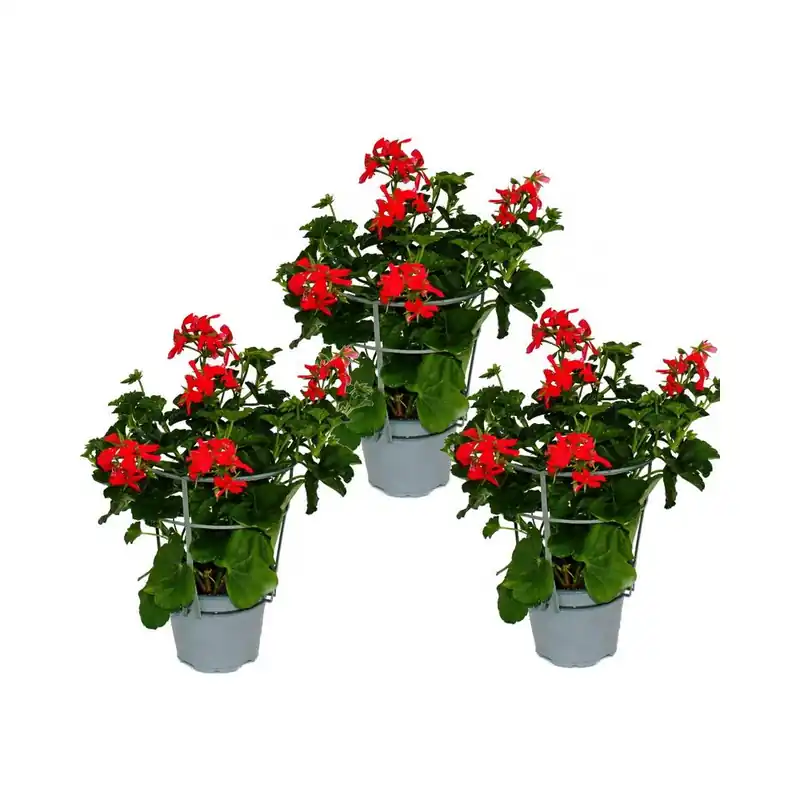 Ausverkauf Französische Geranien hängend Pelargonium peltatum Ville de Paris 12cm Topf Set mit 3 Pflanzen Rot