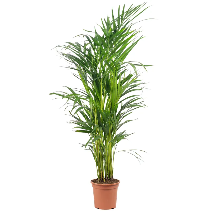 Kostenloser Versand Goldfruchtpalme - Areca Dypsis Lutescens - Höhe ca. 85 cm, Topf-Ø 17 cm